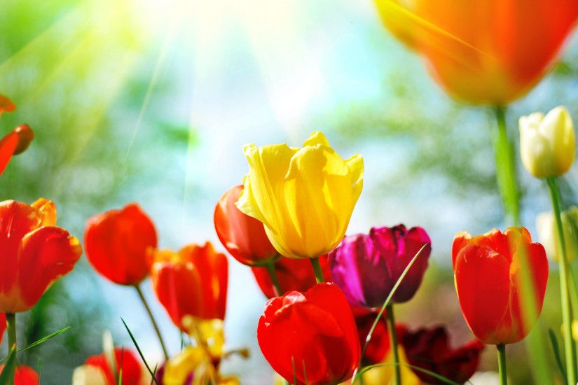 Spring flowers desktop background free download