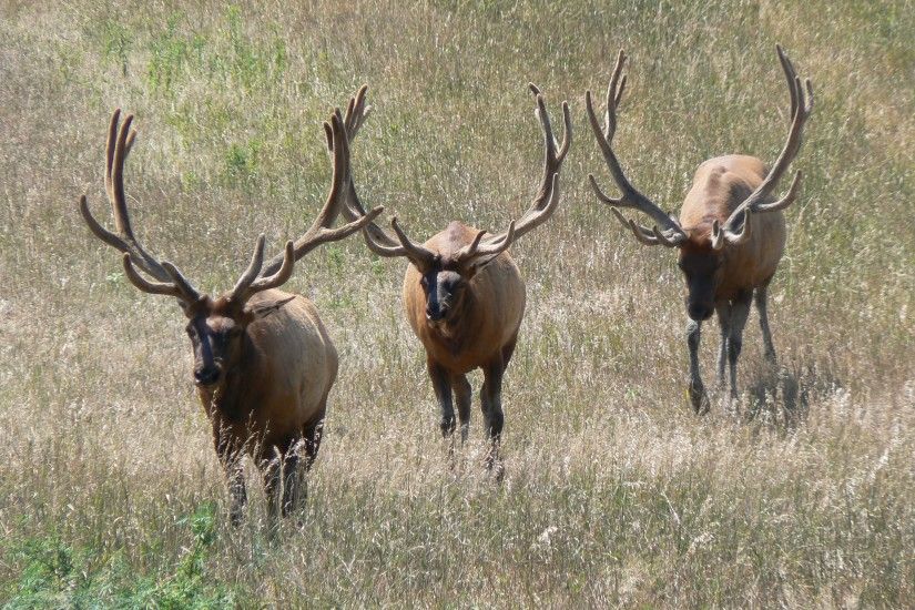 Bull elk elks deer (24... ...