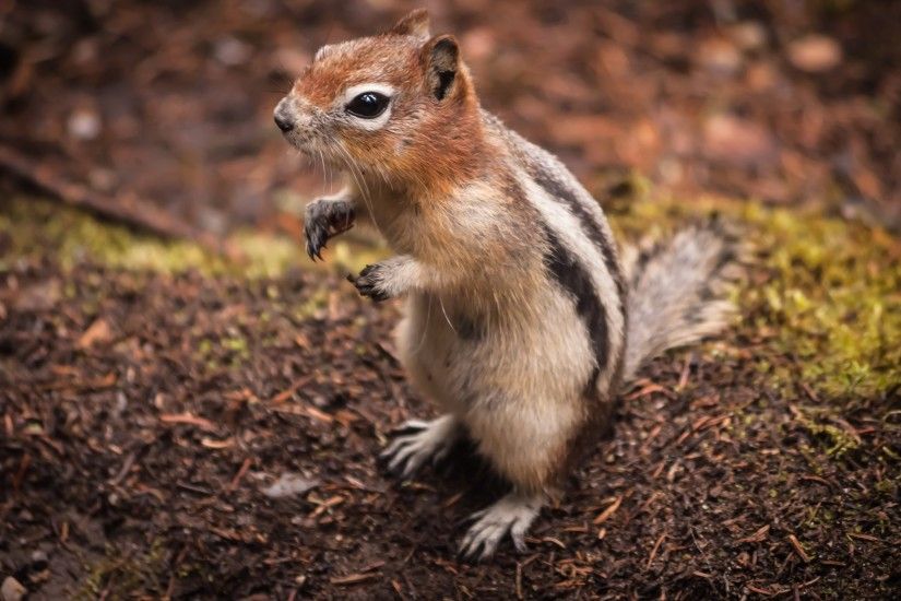 Chipmunk Wallpaper 8 - 2560 X 1600