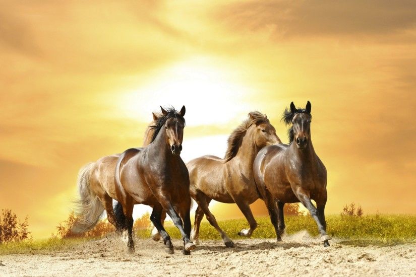 Horses: Horse Animals Stallion Wild Cool Wallpapers for HD 16:9 .