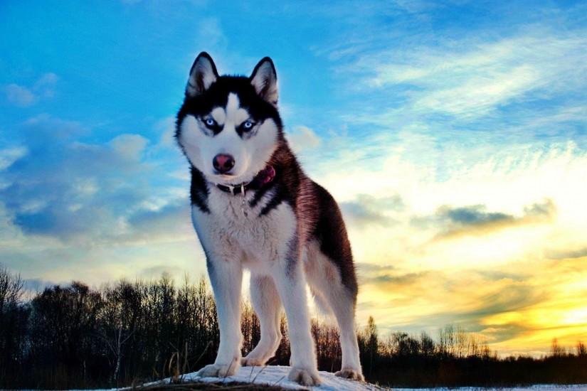 Siberian Husky Dog : Temperament, Training, Pictures and Video .