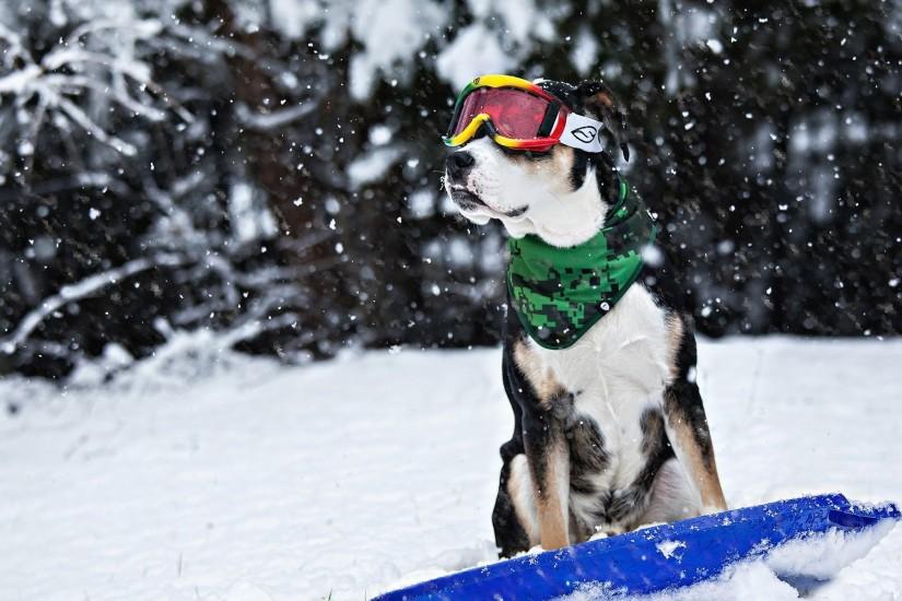 Dog Snowboarding wallpaper