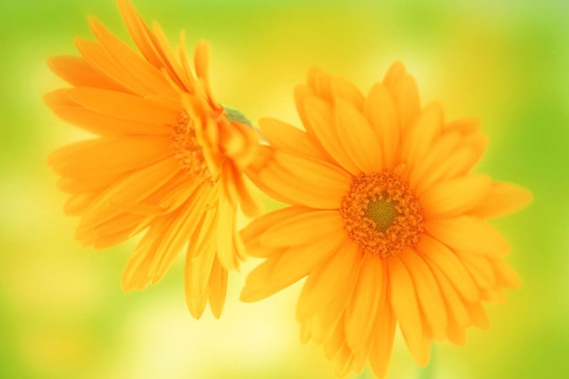 ... lovely orange flowers wallpaper 10460 | Flower Power | Pinterest ...  Yellow ...