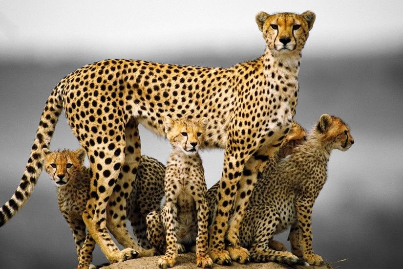 Cheetah HD Wallpapers and Backgrounds
