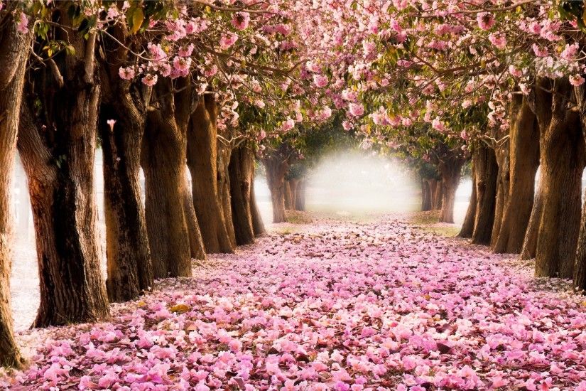 HQ Wallpapers Plus provides different size of Spring Trees And Flowers Desktop  Wallpapers. You can