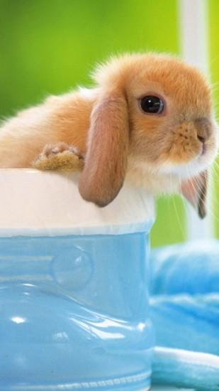 Cute Bunny iPhone 6 Plus HD Wallpaper ...