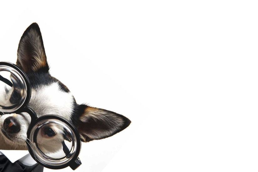 Funny Chihuahua with glasses HD Wallpaper 1920x1080