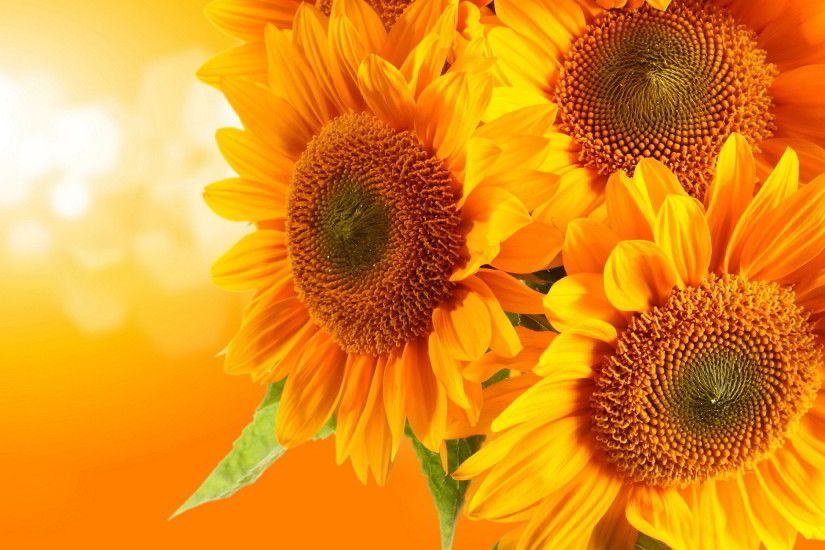 Earth - Sunflower Flower Wallpaper