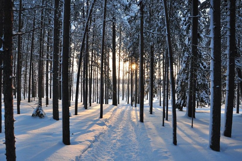 Winter trees forest road nature landscape h wallpaper x