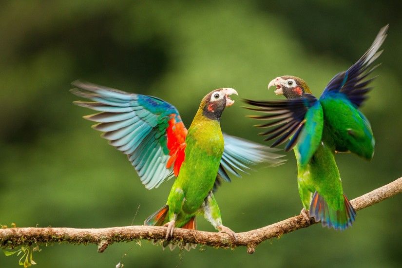 Tags: Parrots, Love Birds ...