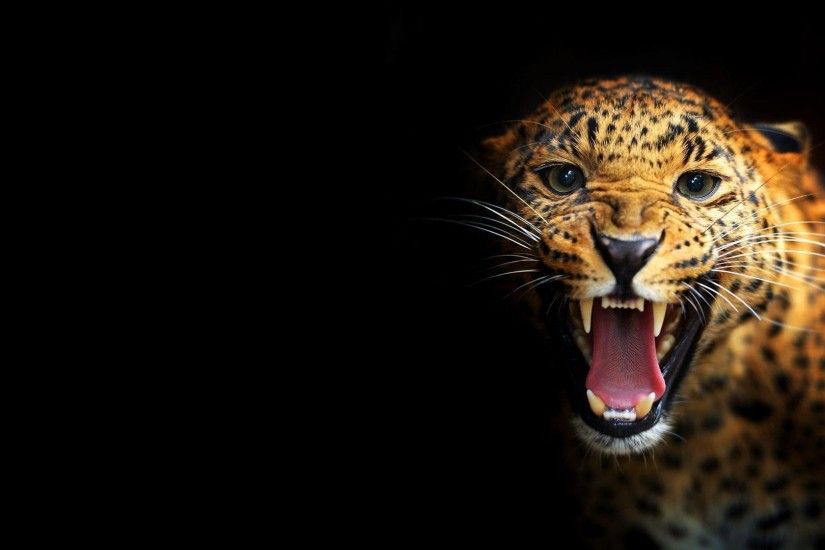 Leopard on a black background wallpapers and images - wallpapers .
