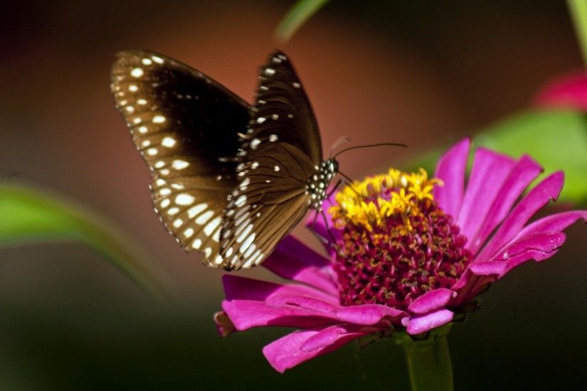 Beautiful butterfly on pink flower new wallpapers