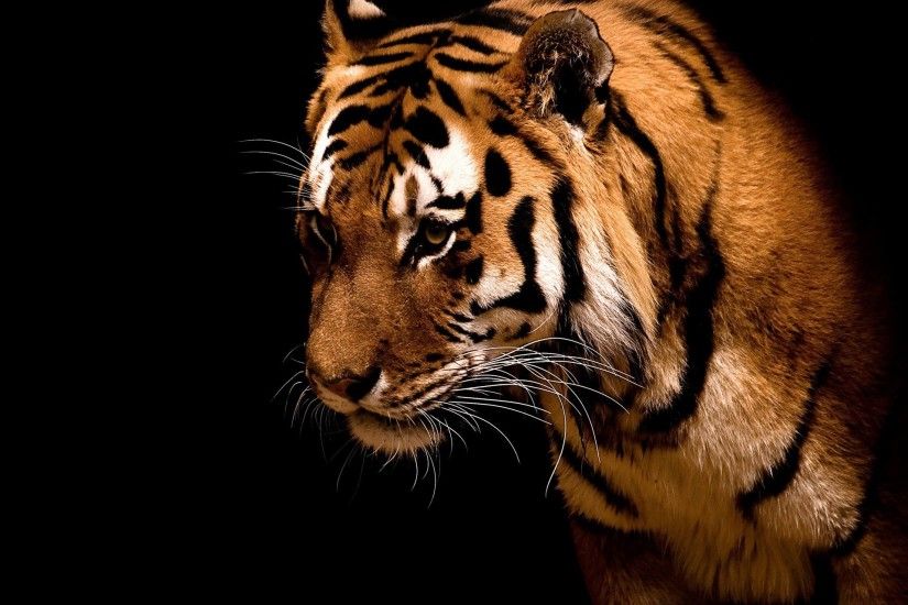 10731790 royal bengal tiger in its natural habitat - Wildlife sanctuaries  in india | fur - animal - Felidae | Pinterest | Bengal tiger, Tigers and  Bengal