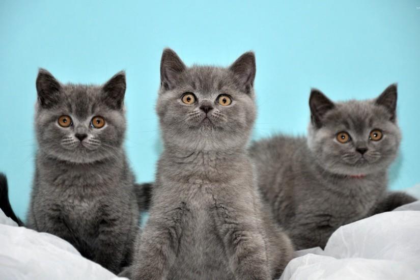Grey kittens wallpaper