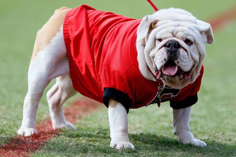 Georgia bulldog mascot Uga IX, aka Russ, to retire at age 11 | NCAA  Football | Sporting News