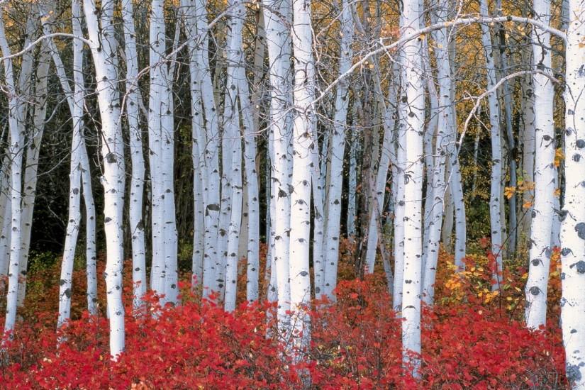 6836819-birch-tree-wallpaper.jpg 1,920Ã1,080 pixels | Painting Ideas |  Pinterest | Trees, Tree wallpaper and Birch tree wallpaper