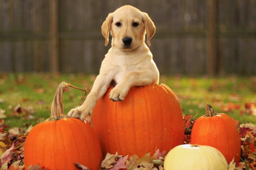 1920x1080 Wallpaper labrador retriever, foliage, autumn, dog, pumpkin, puppy