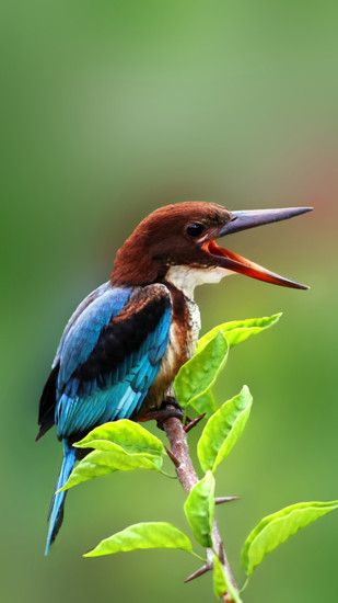 Nature Beautiful Tweet Kingfisher iPhone 8 wallpaper