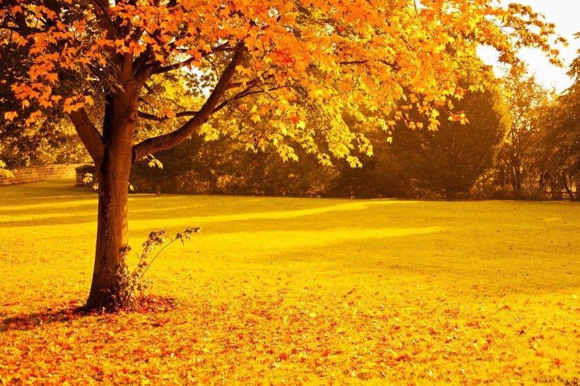 fall, Foliage, Gold, Leaves, Nature, Orange, Park, Red, Seasons, Sunlight,  Sunset, Trees, Yellow, Lights Wallpapers HD / Desktop and Mobile Backgrounds