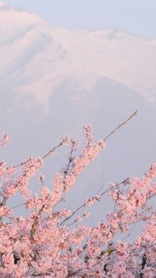 sakura wallpaper | Tumblr