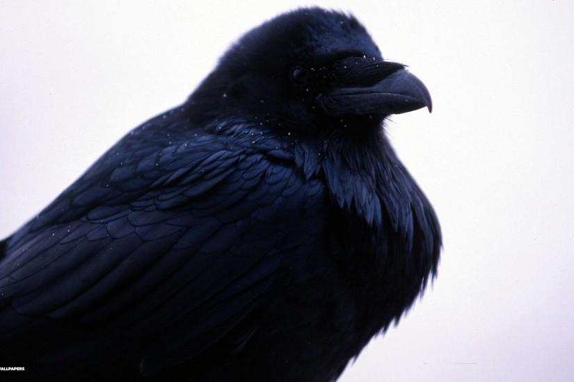 raven hd wallpaper 1080p