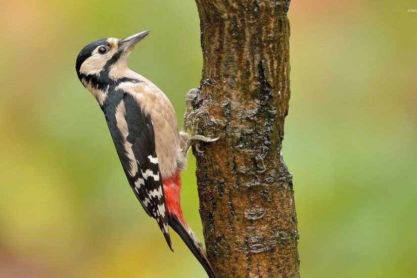 Woodpecker wallpaper