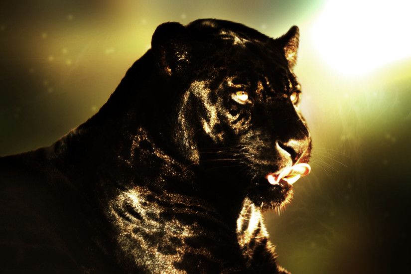 Animal - Black Panther Wallpaper