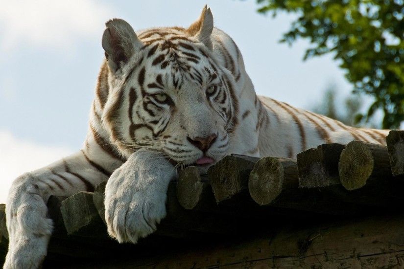 Wallpapers For > White Tiger Wallpaper Hd Widescreen