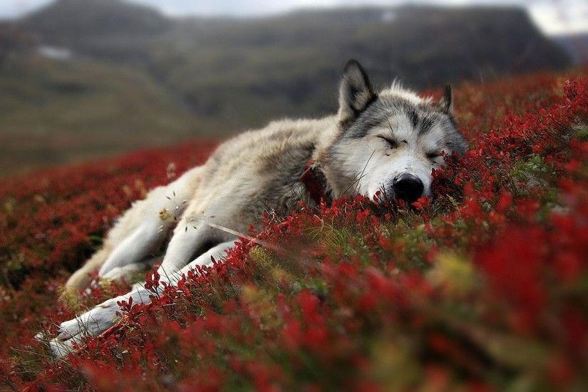 Arctic Wolf wallpaper - 446783
