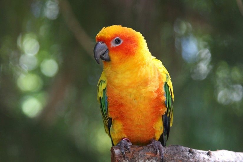 Bird, Parrot, Cockatiel, Beak, Sun Conure HD Wallpaper, Animals Picture,  Background and Image