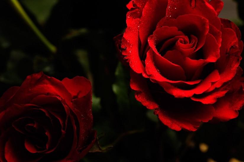roses wallpaper 1920x1200 picture