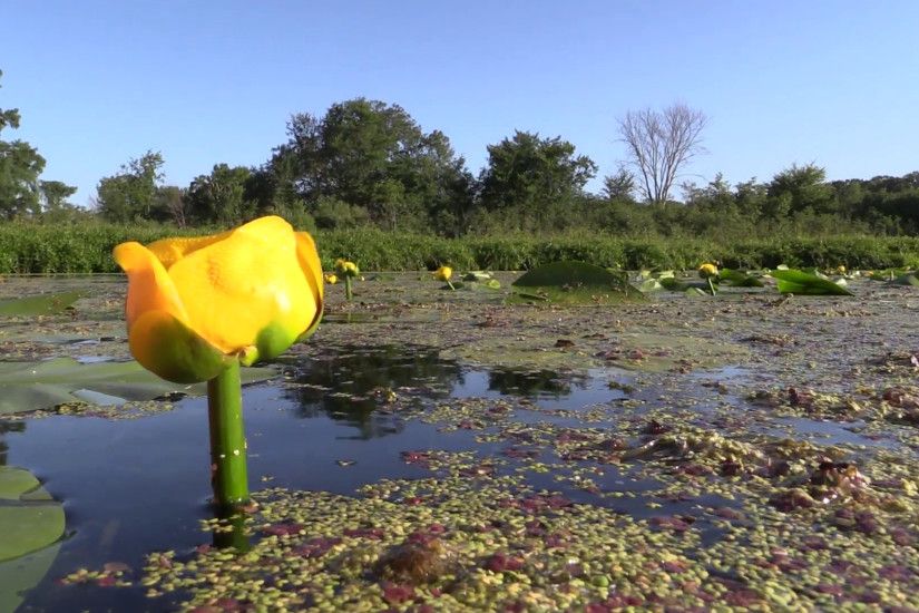 Yellow Pond Lily Lone Flower Summer Marsh Lily Pads Wetland
