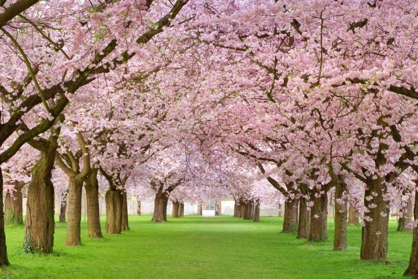 Cherry Blossom Tree Backgrounds (17 Wallpapers)