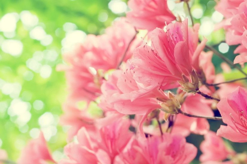 Pink Wallpapers Color Download.