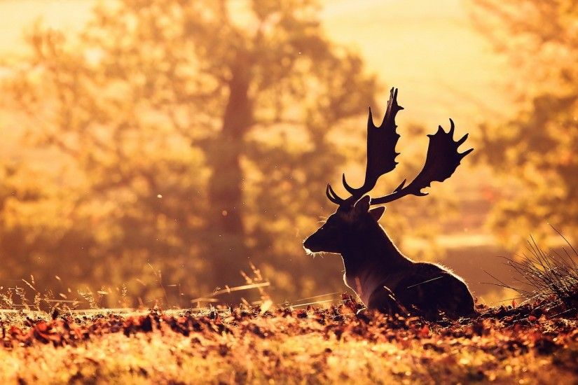 Deer Desktop Background Photo
