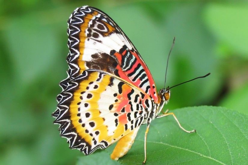 Beautiful Butterfly On The Green Leave Macro Wallpaper Download Wallpaper