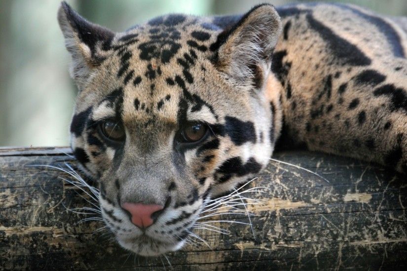 Animal - Clouded Leopard Wallpaper
