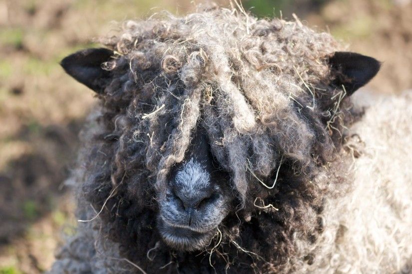Hairy sheep wallpaper