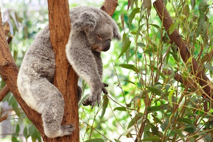 koala bear wallpaper