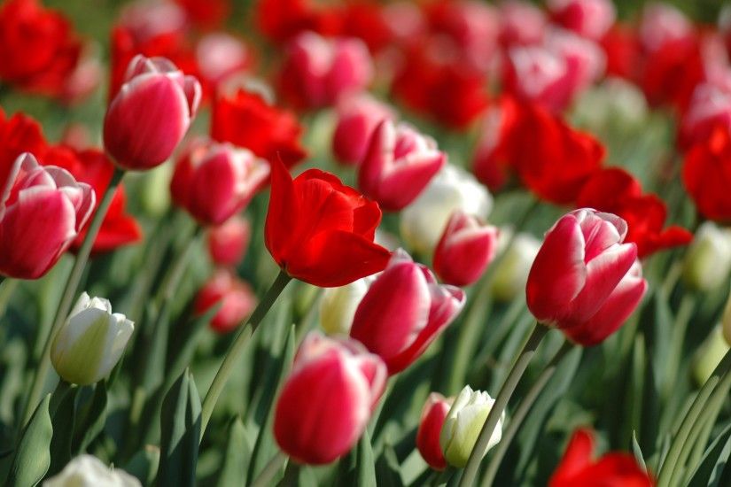Spring Tulips Wallpaper Flowers Nature Wallpapers