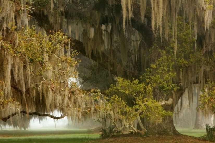 nature, Landscape, Ancient, Grass, Mist, Huge, Weeping Willow Tree  Wallpapers HD / Desktop and Mobile Backgrounds