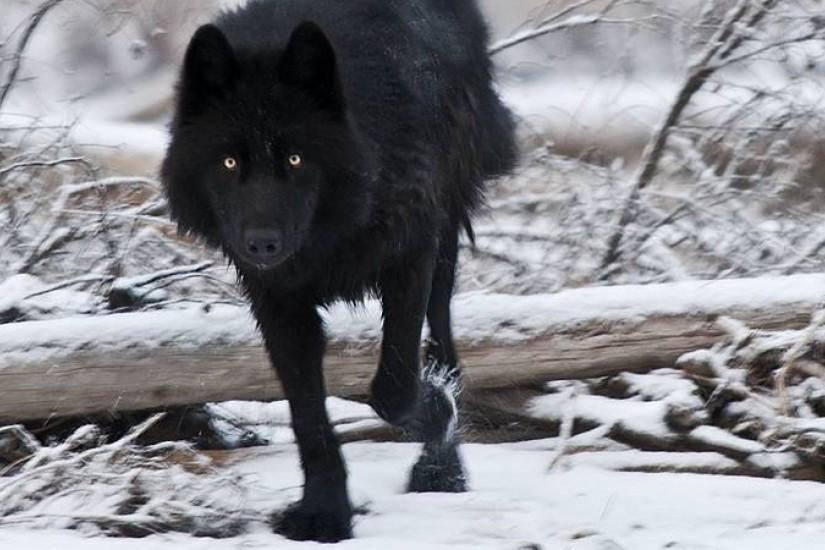 Black wolf wallpapers