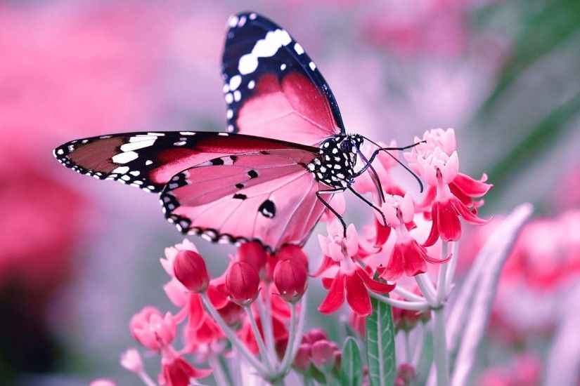Butterfly Wallpaper High Quality