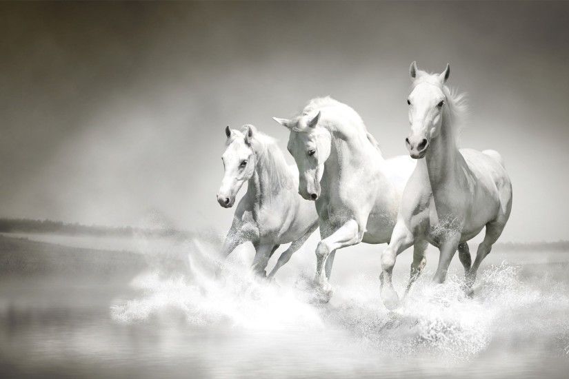 White Horse Wallpaper Widescreen