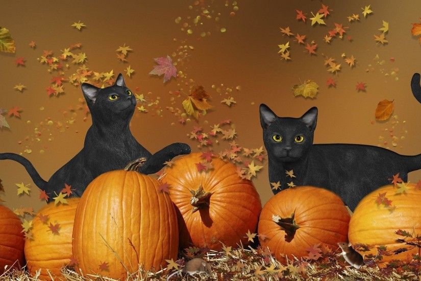 ... Halloween Cat HD Wallpaper 4