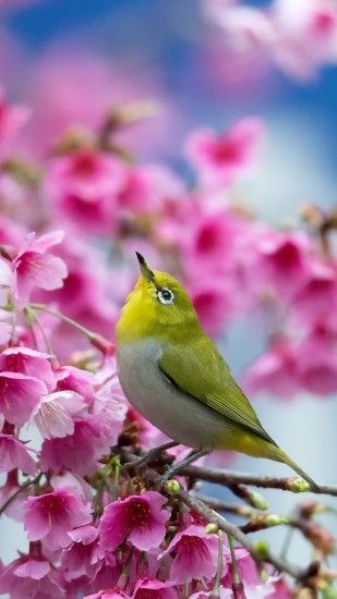 Preview wallpaper spring, cherry, branch, flowers, beauty, japanese  white-eye