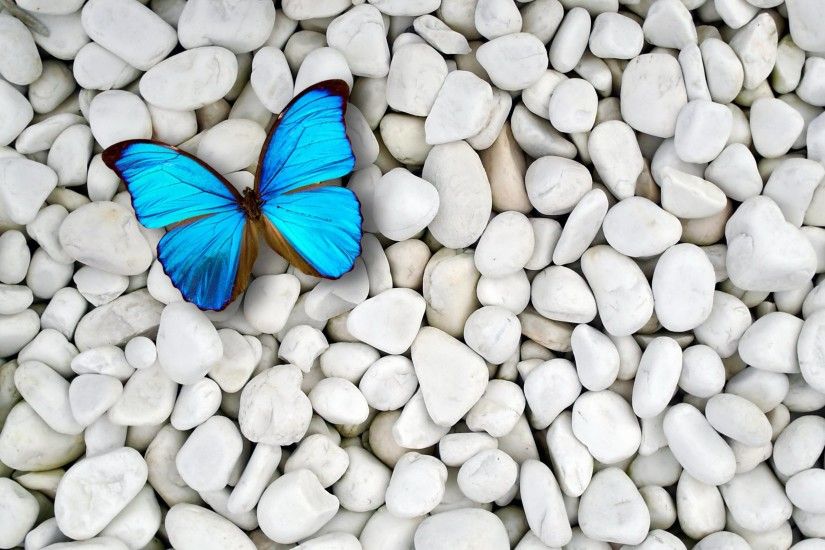Desktop blue butterfly wallpaper HD.