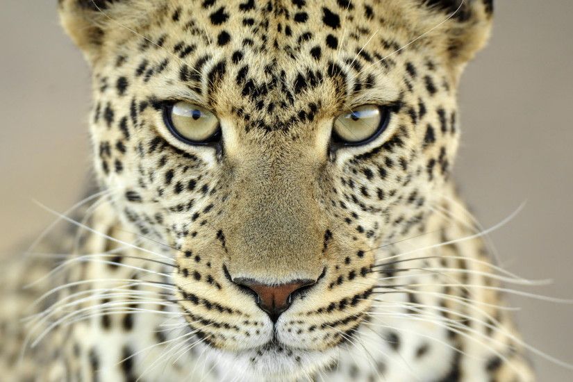 Cheetah Close Look