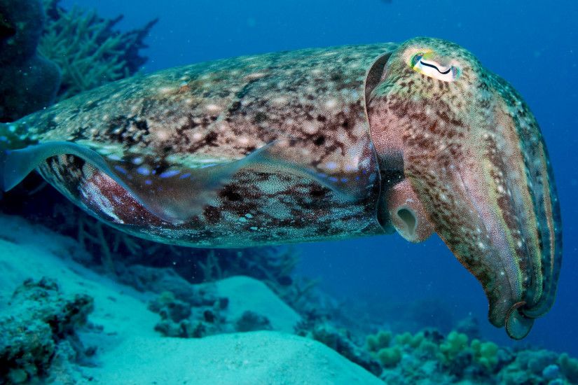 Stonefish face, Drifting jelly, Cuttlefish hanging ...