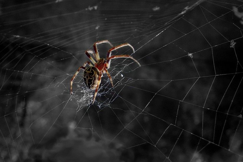 Animal - Spider Wallpaper